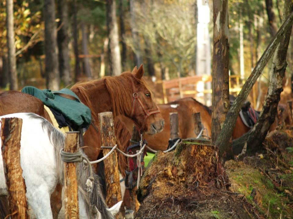 horse riding - riding adventures - horses